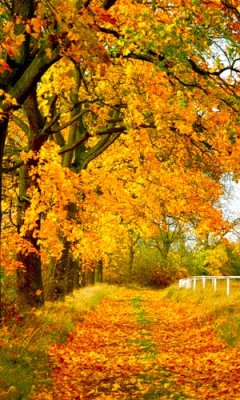 http://s2.forumimage.ru/uploads/20091008/12549919721988480.jpg